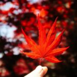 Canadian Permanent Residency