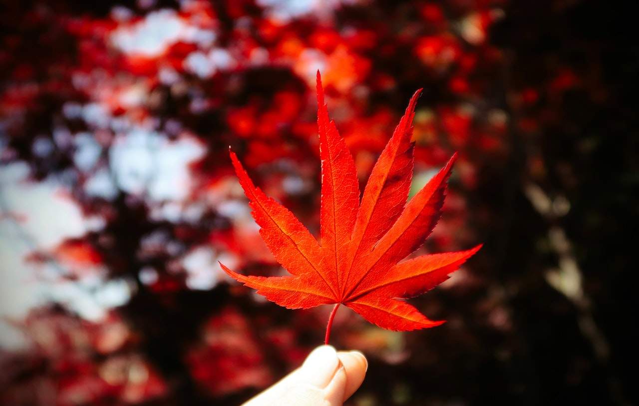 Canadian Permanent Residency
